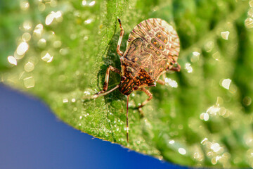 Wild plants, insects, and spiders captured by macro lenses