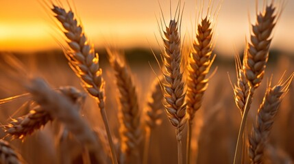Golden Wheat Field at Sunset