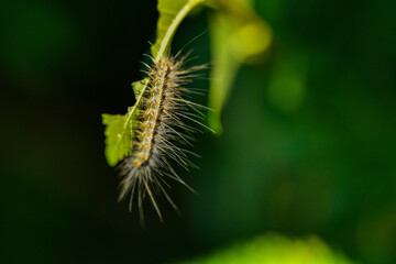 Wild plants, insects, and spiders captured by macro lenses
