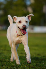 White dog running in the grass at the park