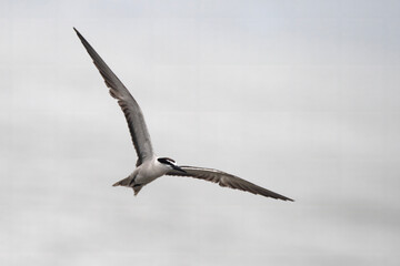 bridled tern or Onychoprion anaethetus, seen at Mumbai coast, Maharashtra, India