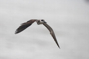 bridled tern or Onychoprion anaethetus, seen at Mumbai coast, Maharashtra, India