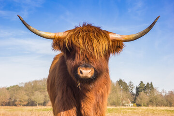 Portrait of a highlander cow on the heather fields of Drenthe, Netherlands