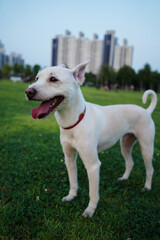 White puppy enjoying a walk on green grass