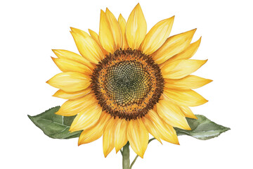 Fototapeta premium Watercolor sunflower illustration with detailed petals and vibrant yellow tones. Ideal for botanical designs, nature-themed projects, and decorative artwork. Isolated on transparent background, png.