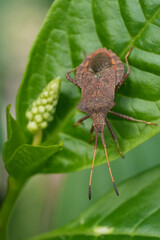 Vertical closeup on a European brown dock shield bug, Coreus marginatus on a green leaf
