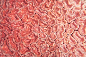Organic texture of the hard coral Abstract background in trendy coral color .