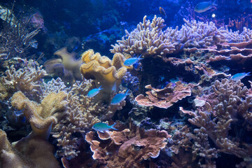 アオバスズメダイ