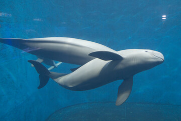 Fototapeta premium スナメリ