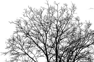 Tree branch silhouette on transparent background