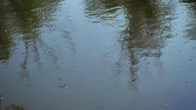 Many water strider beetles move along the surface of the water in a lake, pond or river. Gerromorpha beetles