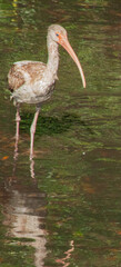 Young Egret in water
