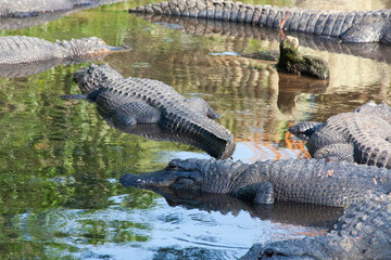 Alligators in water