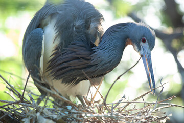 Heron in a tree