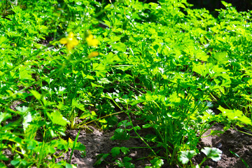 a bed of parsley, a green plant, salad grass