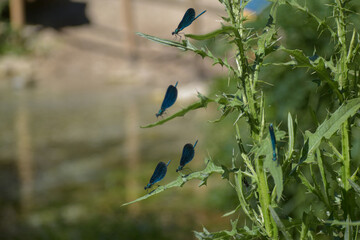 A blue dragonfly rests on a branch against a backdrop of verdant leaves and a leafy branch in Blue Eye Albania