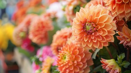 Close up of orange dahlias background