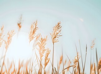 Fototapeta premium Closeup Of Brown Grass Under Blue Sky