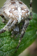 Vertical closeup on a female European garden spider , Araneus diadematus, on a green leaf