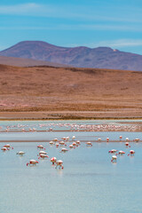 Wild fauna in the red lagoon in the bolivian altiplano