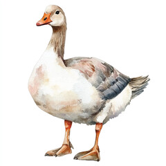 cute Goose watercolor clipart illustration isolated