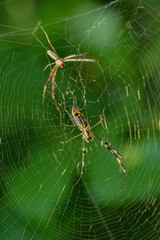 Wild plants, insects, and spiders captured by macro lenses
