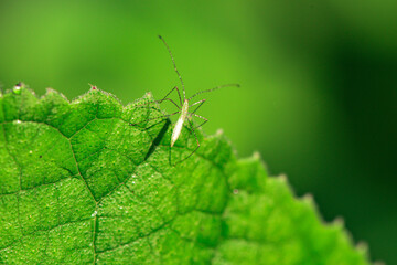 Wild plants, insects, and spiders captured by macro lenses