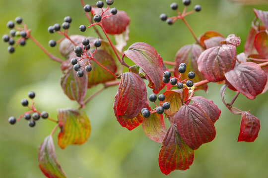 Cornus sanguinea with black berries, twig with real dogwood with colorful leaves, black berries and red green leaves 