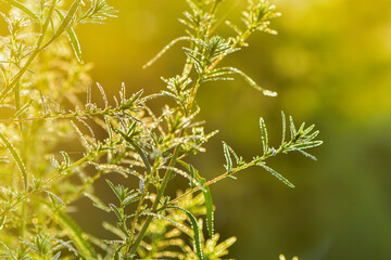 The natural growth of vines and weeds in the fields is the main vegetation in the eastern part of North China