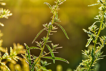 The natural growth of vines and weeds in the fields is the main vegetation in the eastern part of North China