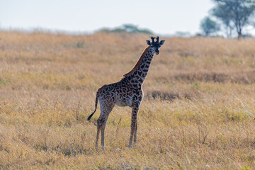 wild giraffe in Serengeti National Park in the heart of Africa