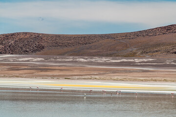 Wild fauna in the red lagoon in the bolivian altiplano