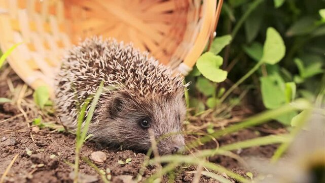 A Curious Hedgehog Peeking Out From Its Wicker Basket Home in the Garden