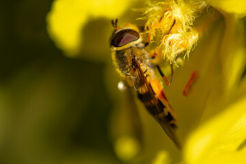 bee on flower