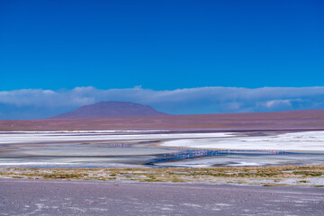 Wild fauna in the red lagoon in the bolivian altiplano