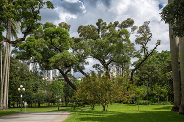 Park alley in the center of Shenzhen