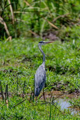 Wild birds in Serengeti National Park