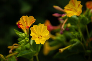 Blooming Mirabilis Jalapa or Four o Clock Flowers.