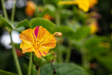 Blooming Mirabilis Jalapa or Four o Clock Flowers.