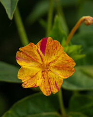 Blooming Mirabilis Jalapa or Four o Clock Flowers.