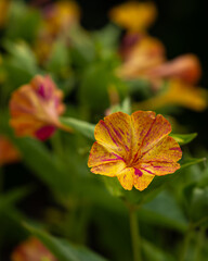Blooming Mirabilis Jalapa or Four o Clock Flowers.