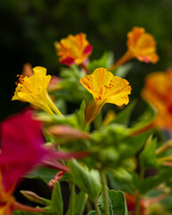 Blooming Mirabilis Jalapa or Four o Clock Flowers.