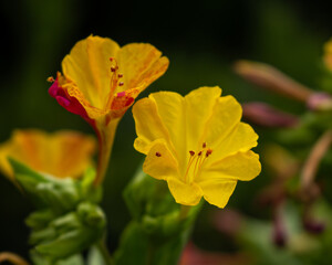 Fototapeta premium Blooming Mirabilis Jalapa or Four o Clock Flowers.