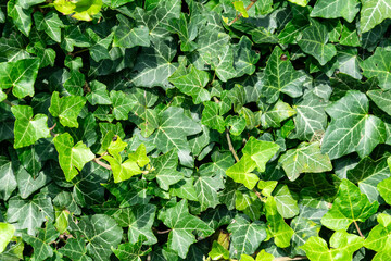 green ivy leaves. background or texture
