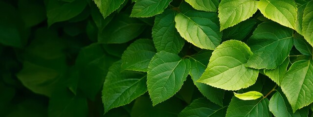  A tight shot of a verdant plant brimming with numerous leaves atop and beneath