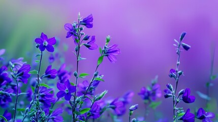  A group of purple flowers before a blurred purple and green background