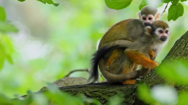 Common squirrel monkey (Saimiri sciureus) mother with baby