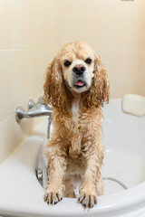 A wet spaniel stands on its hind legs in the bathtub.