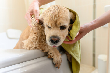 A woman dries her dog with a towel after bathing it in the bathroom.