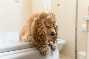 A wet spaniel stands on its hind legs in the bathtub.